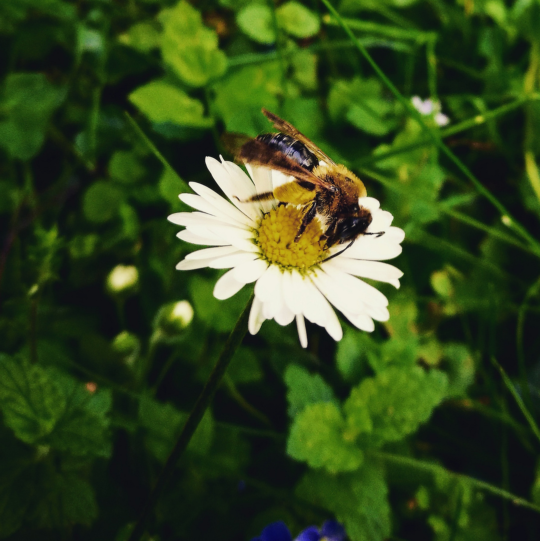 Fleißiges Bienchen