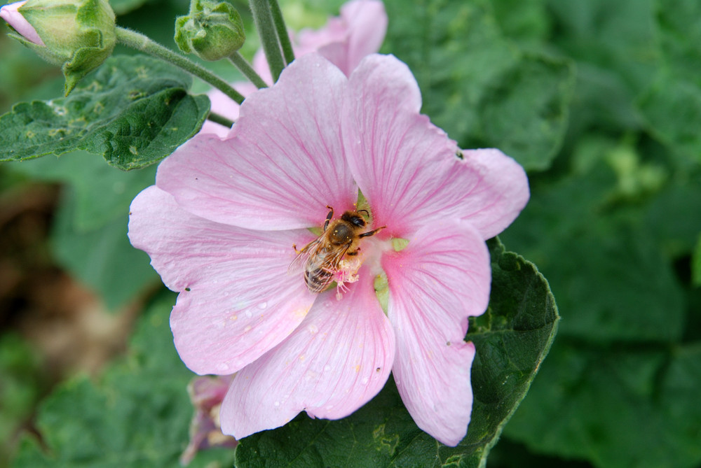 Fleißiges Bienchen