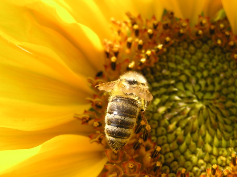 Fleißiges Bienchen