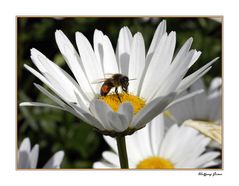 Fleißiges Bienchen