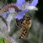 fleissiges Bienchen