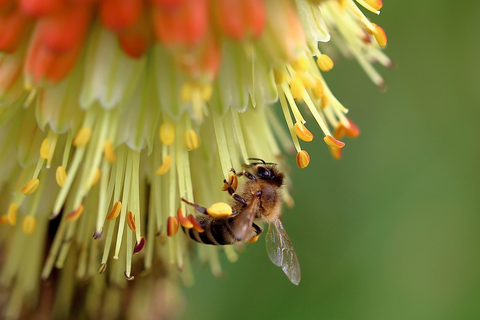 Fleißiges Bienchen