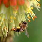 Fleißiges Bienchen