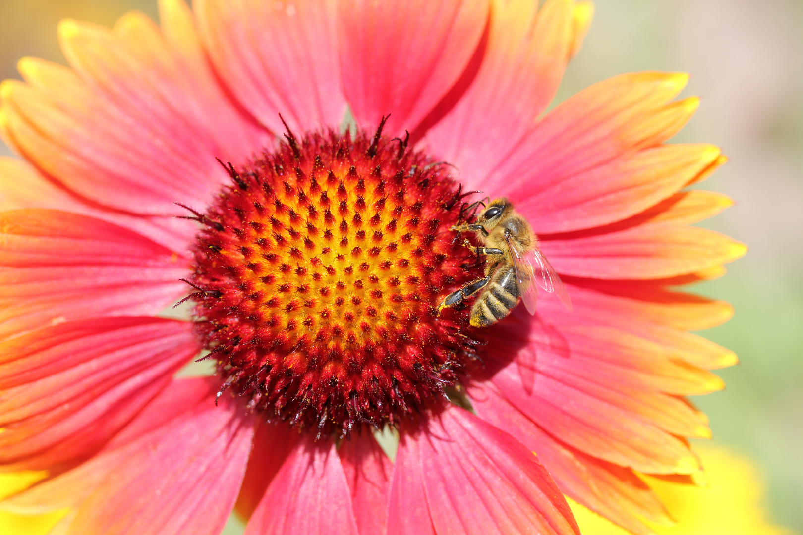 Fleißiges Bienchen