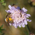 Fleißiges Bienchen