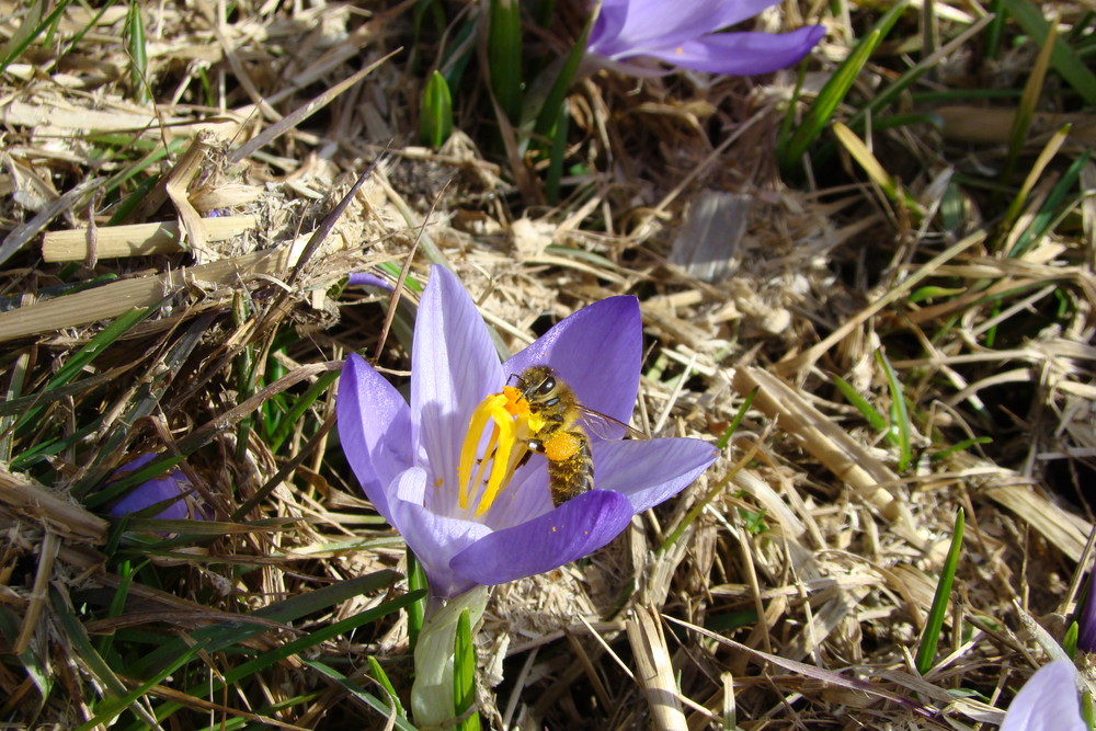 fleißiges Bienchen