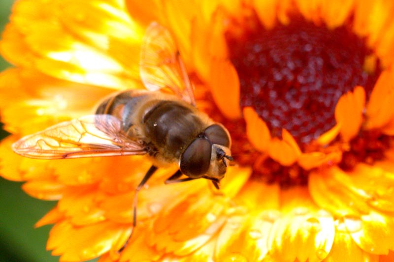 Fleißiges Bienchen