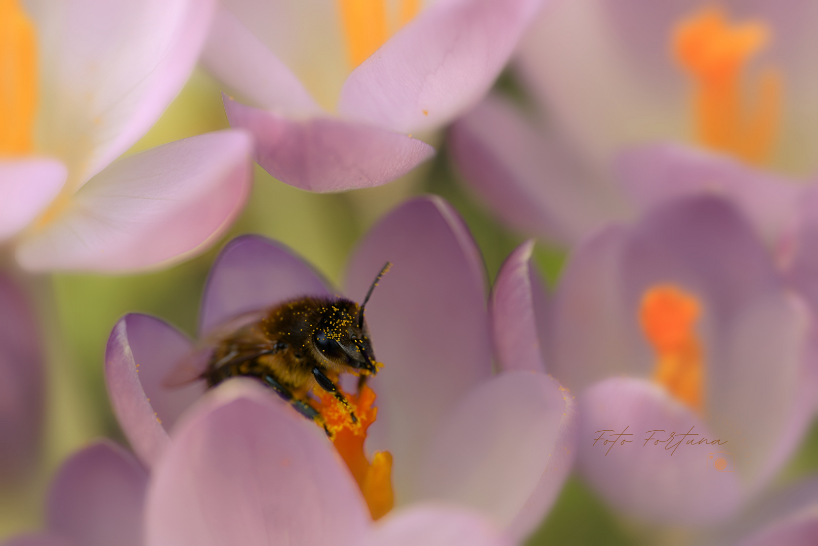 Fleißiges Bienchen 