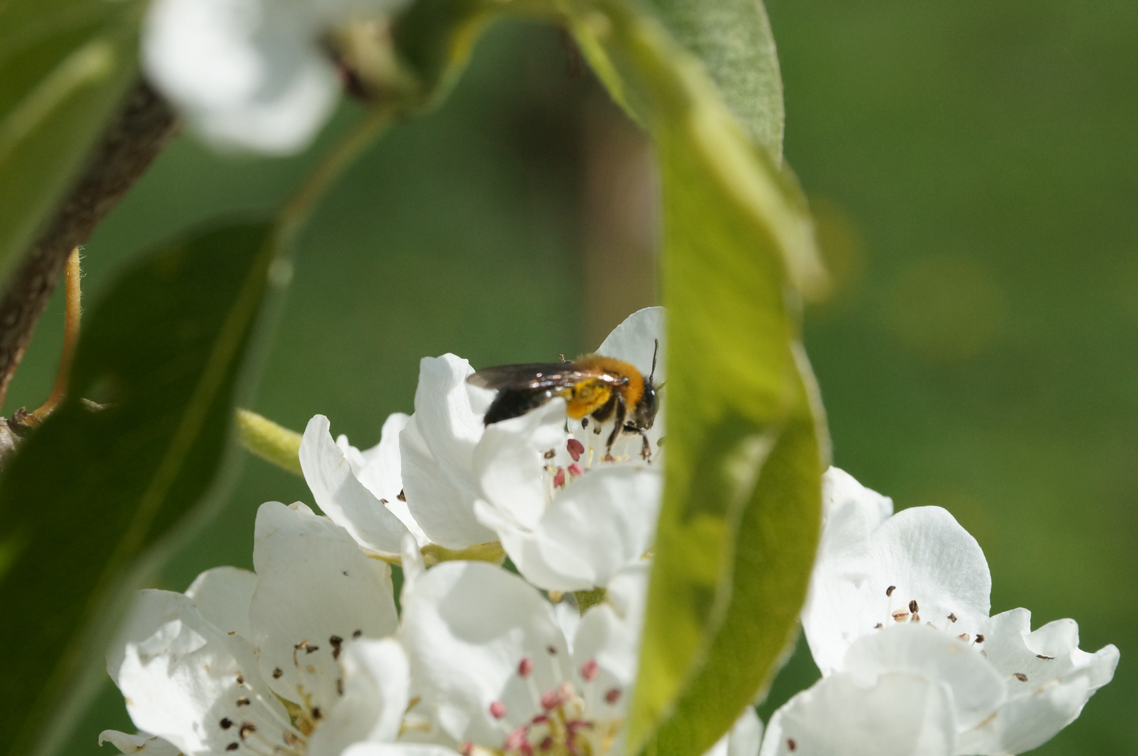 Fleißiges Bienchen