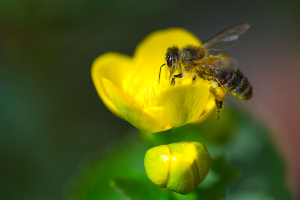 *** Fleißiges Bienchen ***