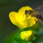 *** Fleißiges Bienchen ***