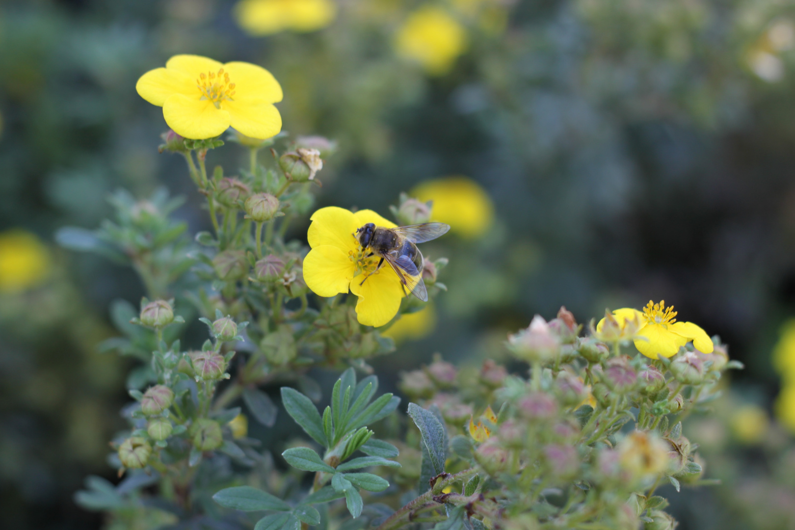 Fleißiges Bienchen