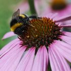 Fleißiges Bienchen