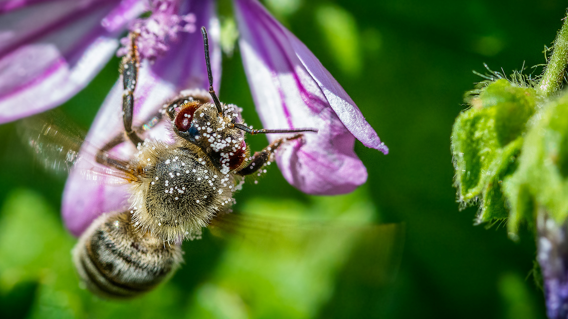 Fleißiges Bienchen