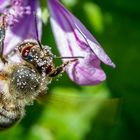 Fleißiges Bienchen