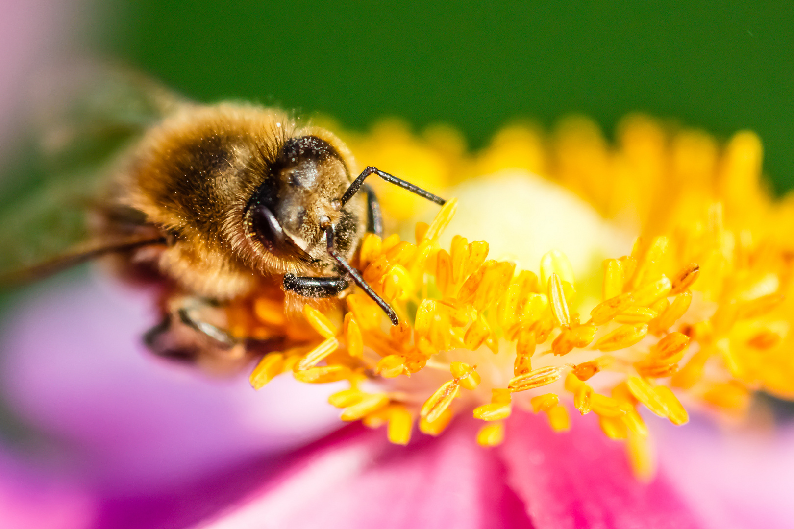 fleißiges Bienchen