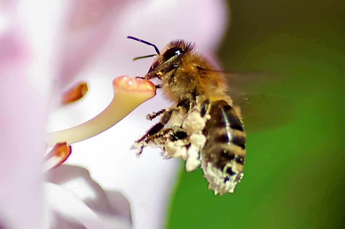 Fleißiges Bienchen