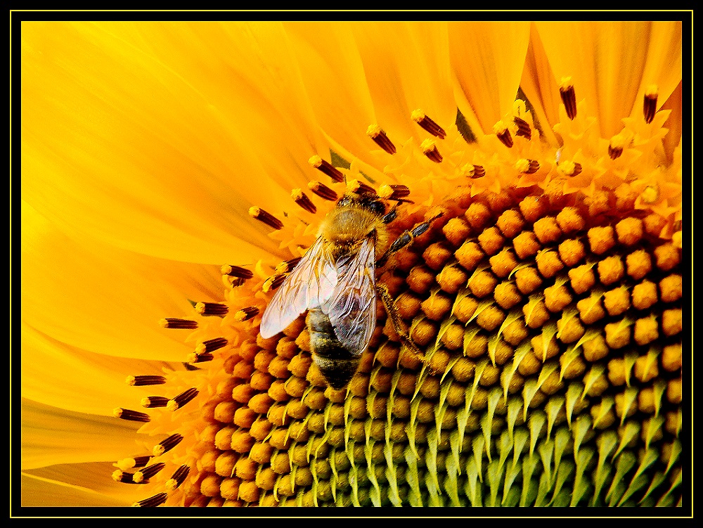 " Fleißiges Bienchen "