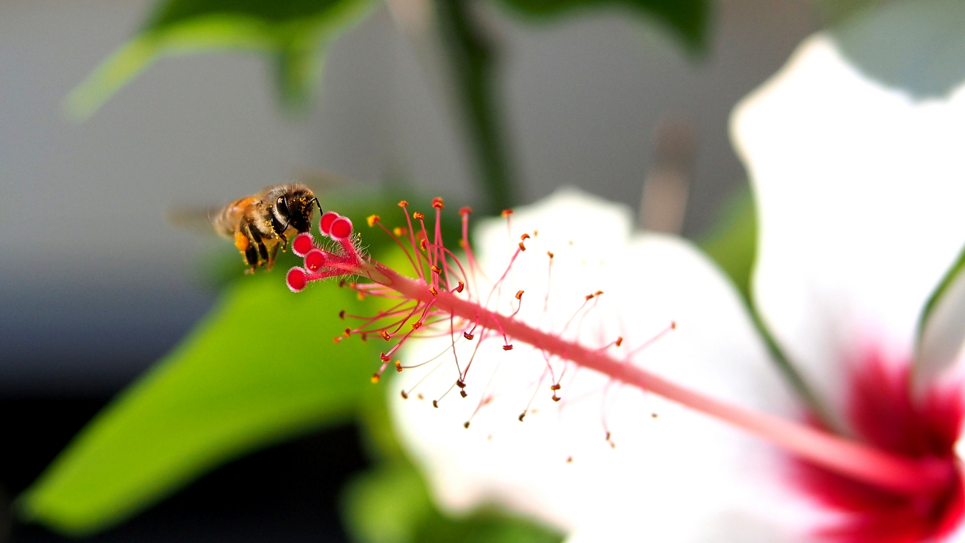 fleißiges Bienchen