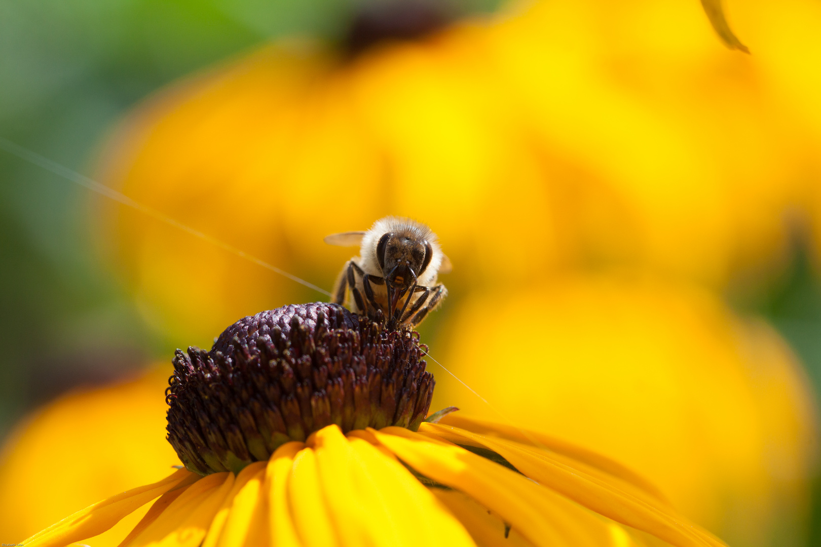 fleissiges Bienchen