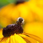 fleissiges Bienchen