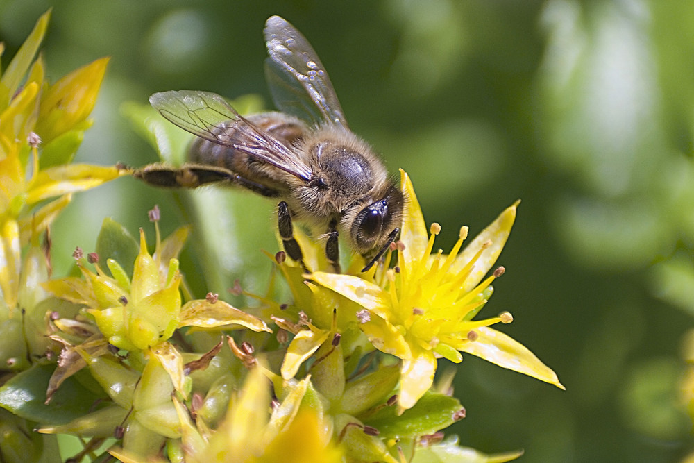 Fleißiges Bienchen