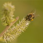 Fleißiges Bienchen....