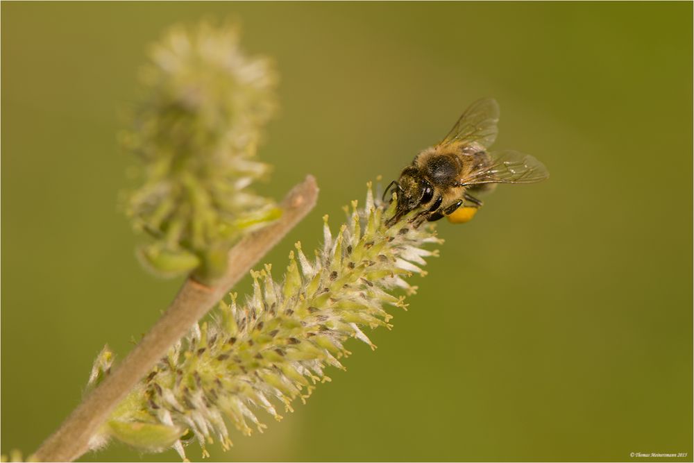 Fleißiges Bienchen....