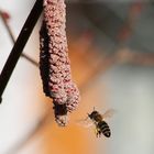 fleißiges Bienchen