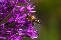 Fleißiges Bienchen