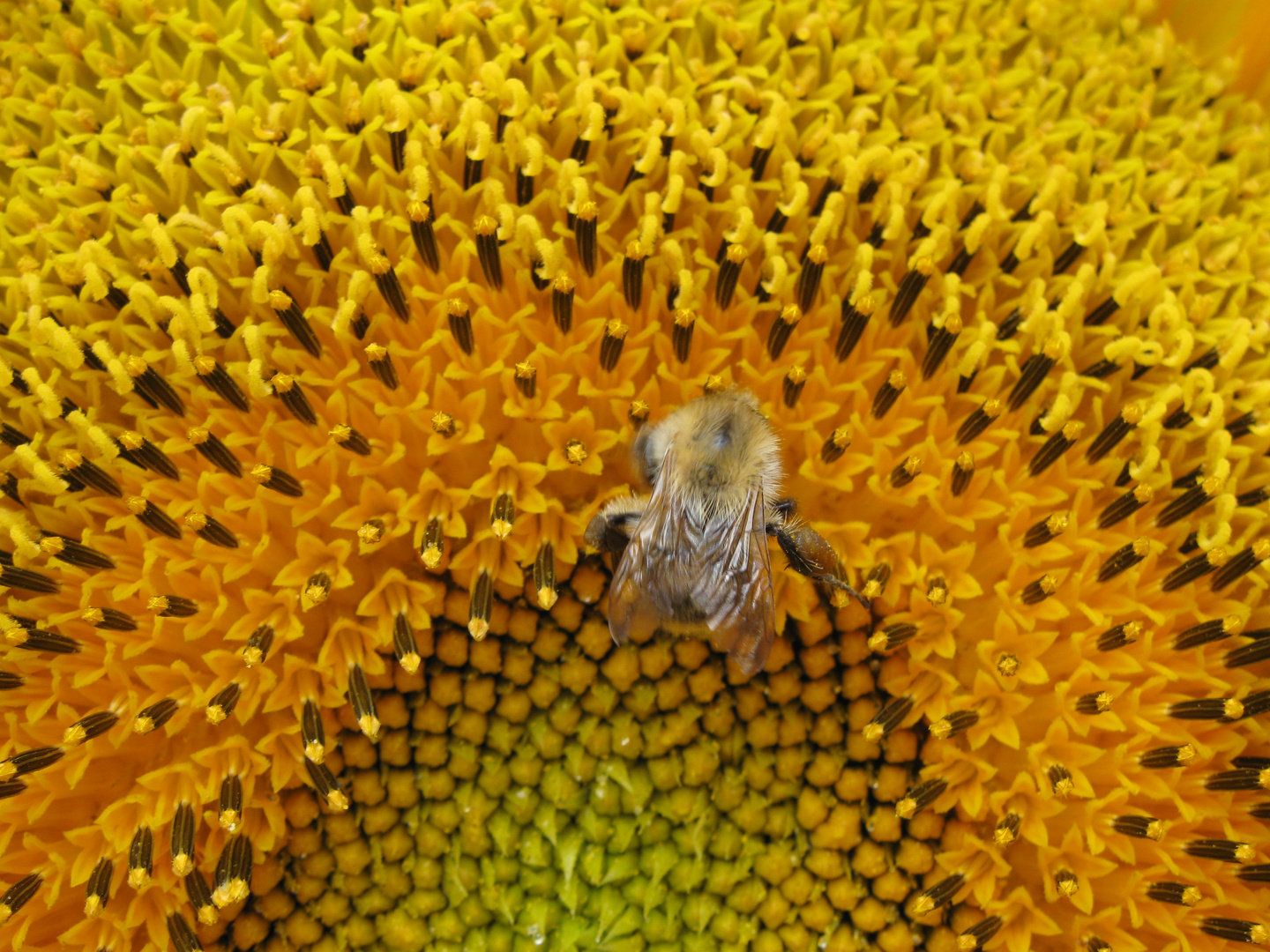 Fleißiges Bienchen ...