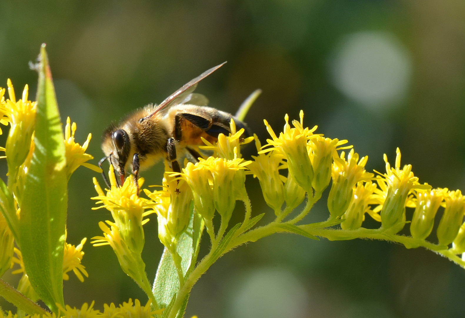 Fleißiges Bienchen