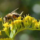 Fleißiges Bienchen