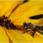 Fleißiges Bienchen