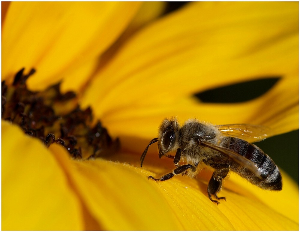 Fleißiges Bienchen