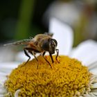 Fleißiges Bienchen