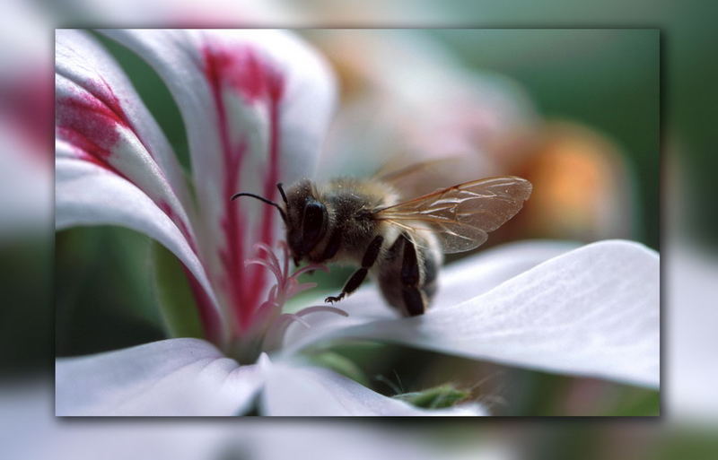 Fleißiges Bienchen