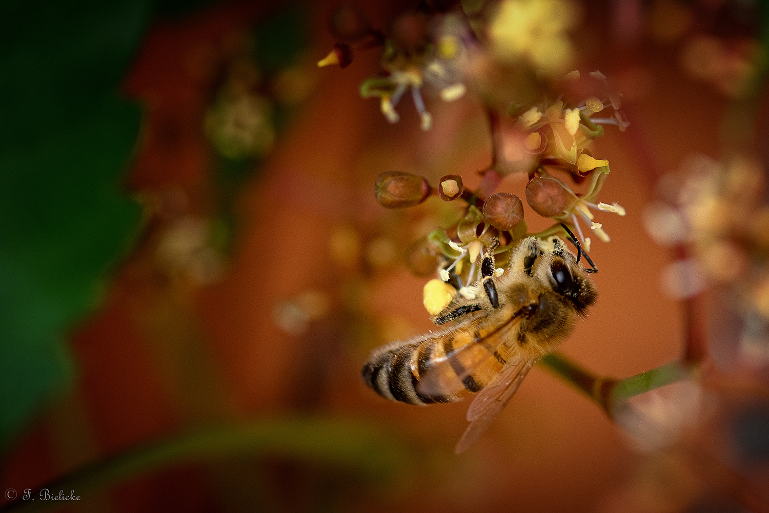 Fleißiges Bienchen