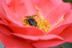 Fleißiges Bienchen