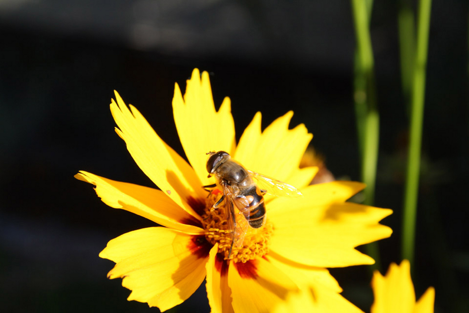 fleißiges Bienchen