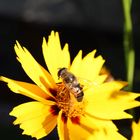 fleißiges Bienchen