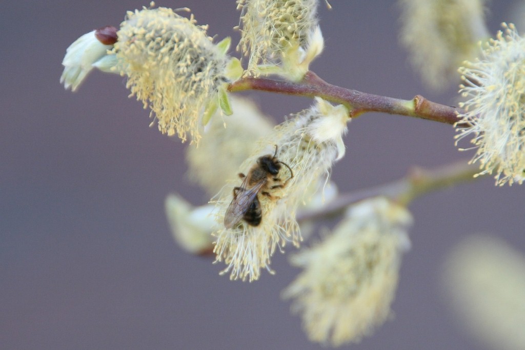 fleißiges Bienchen