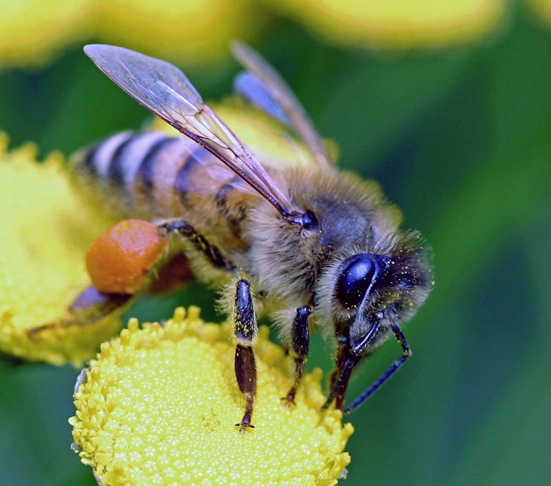 Fleißiges Bienchen