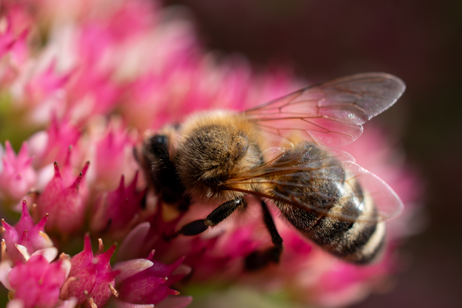 Fleißiges Bienchen