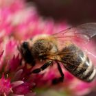 Fleißiges Bienchen