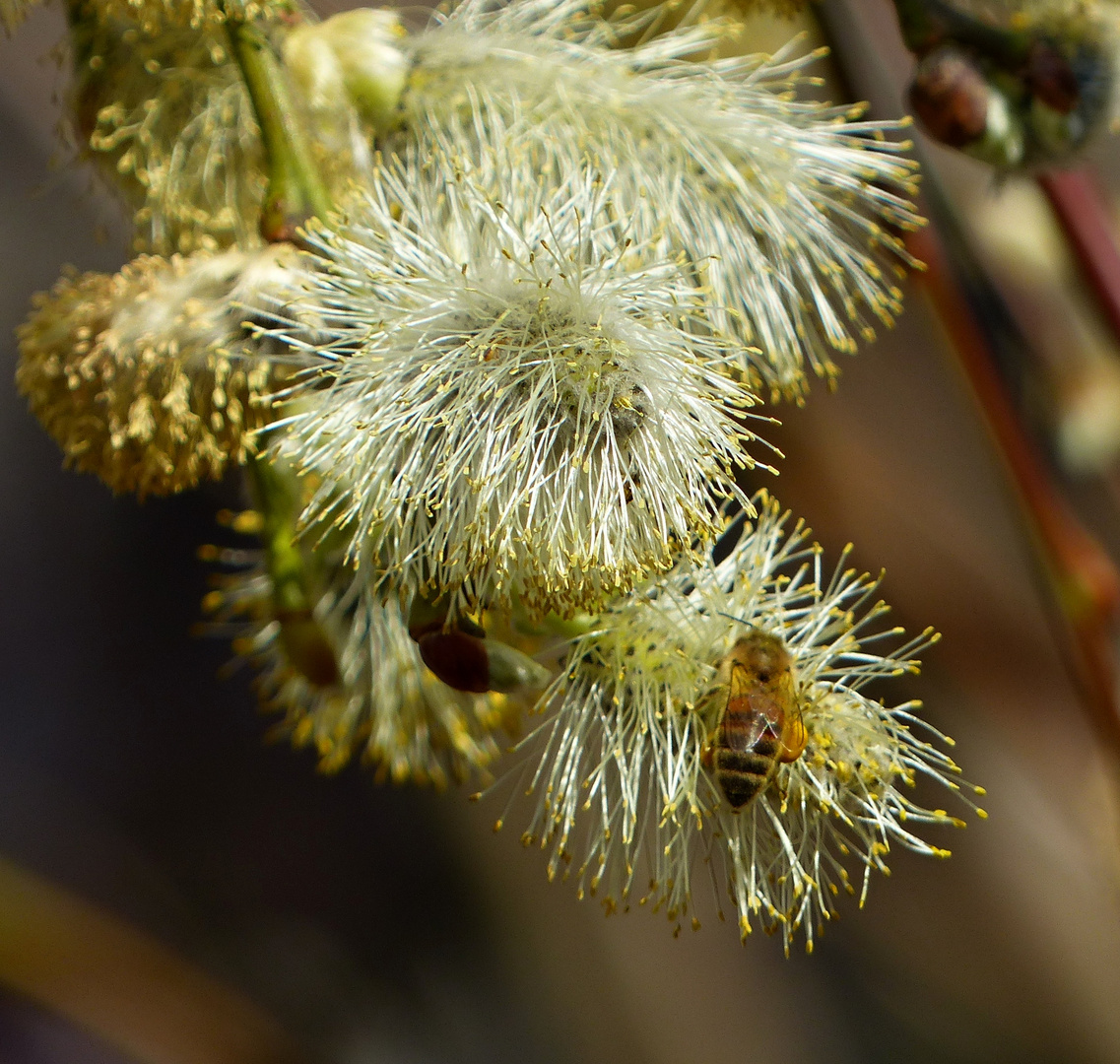 fleißiges Bienchen