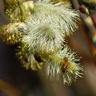 fleißiges Bienchen