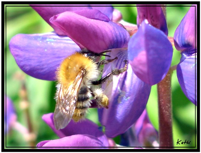 fleißiges Bienchen