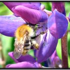 fleißiges Bienchen