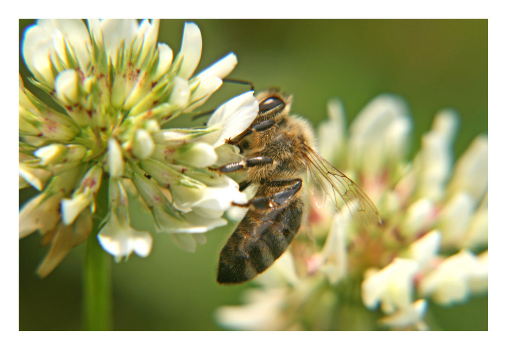 Fleißiges Bienchen